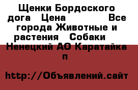 Щенки Бордоского дога › Цена ­ 60 000 - Все города Животные и растения » Собаки   . Ненецкий АО,Каратайка п.